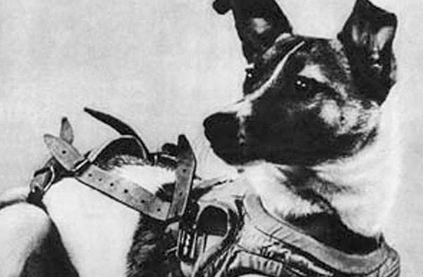 10. Layka; Sovyetler Birliği tarafından gönderilen Sputnik 2 uydusuyla birlikte 3 Kasım 1957 tarihinde Dünya yörüngesine çıkan ilk köpektir ve ne yazık ki orada da hayatını kaybetmiştir.