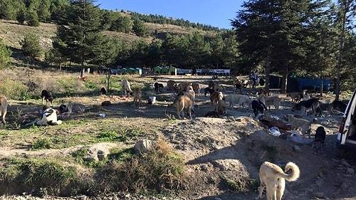'Korkunç Görüntülere Rastlıyoruz': Çatalca ve Silivri Bölgesine Bırakılan Köpekler Açlıktan Birbirini Yiyor İddiası