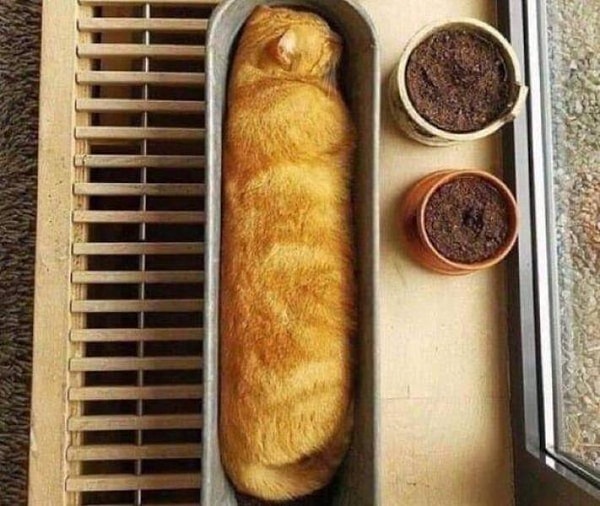 6. Кошка или багет?