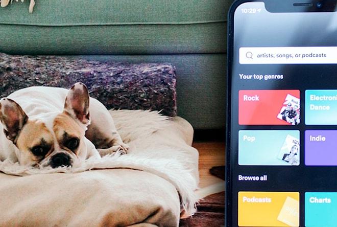 Evde Yalnız Başına Kalıp Sıkılan Can Dostlarınıza 'Spotify'dan Evcil Hayvanlar İçin Çalma Listeleri
