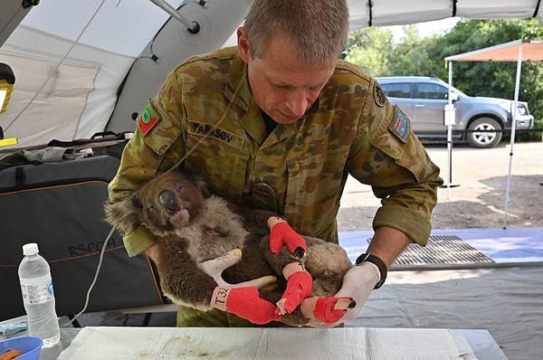 14. Şimdiye kadar yüzlerce koalaya ve yavrulara tedavi uygulandı.