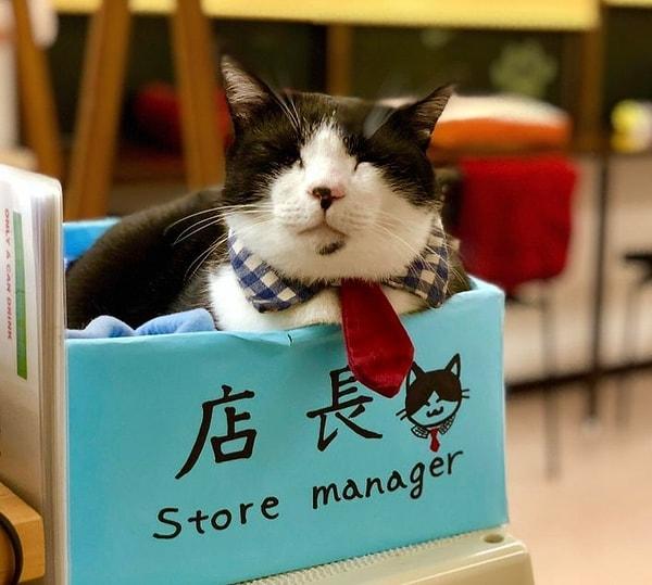 9. "Kyoto'daki kedi kafesini ilk ziyaret edişim. Fotoğraftaki minnoşun adı Bob."