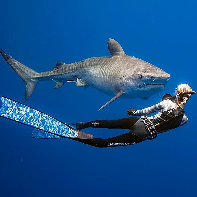 Başarılı köpek balığı araştırmacısı Riley Elliott namıdiğer Sharkman, Tonik Hareketsizliği uygulamakta adeta bir uzman olarak bilinir.