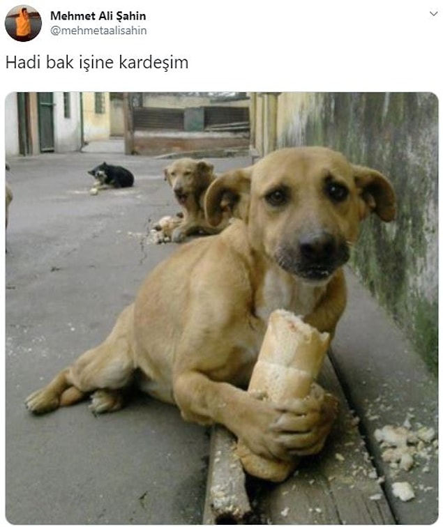 11. Ekmek yiyen masum köpek...