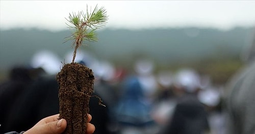 Orman Bakanlığı'ndan Yalanlama Geldi: Dikilen 11 Milyon Fidanın Yüzde 90'ı Kurudu İddiası