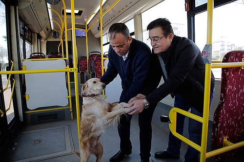 İnsan Dostunu Kaybeden ve Soğuktan Üşüyen Köpek Otobüse Sığındı