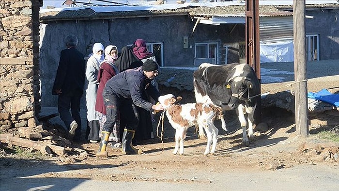 Türk Veteriner Hekimleri Birliği'nden Depremzede Hayvanlara Ücretsiz Tedavi