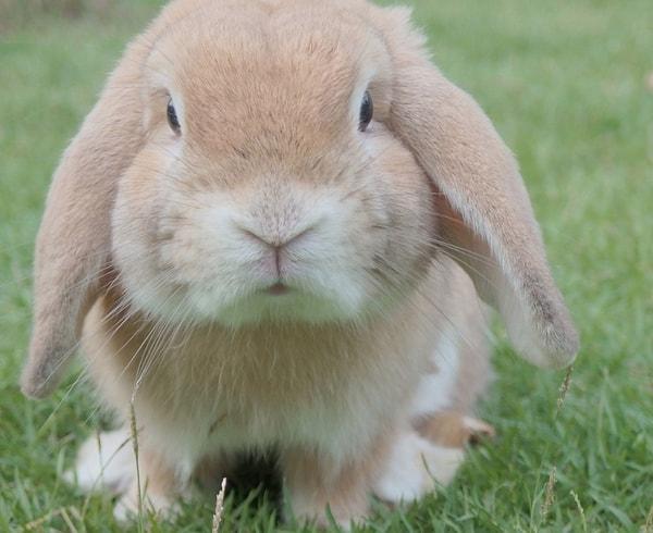 4. Tavşan: