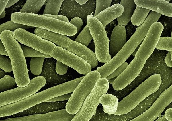 3. İnsan vücudunda, hücrelerinin on katı daha fazla bakteri vardır. Ama bu bakteriler bizi daha sağlıklı yapar.
