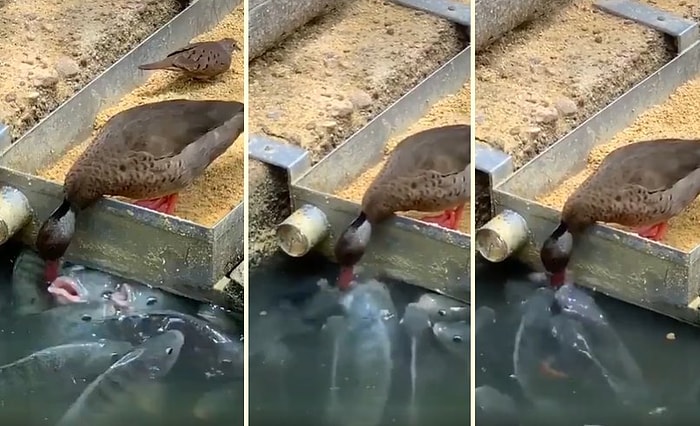 Sudaki Balıkları Besleyen Ördeğin İzlerken İçinizi Isıtacak Muhteşem Görüntüleri!