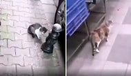 İşe Giderken Karşısına Çıkan Kedilere Günaydın Diyen Adam ve Aldığı Cevaplar!