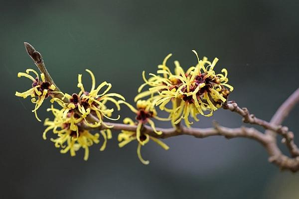 1. Anavatanı Avustralya olarak bilinen Cadı Fındığı bitkisi, dünyada birçok ülkede yetişiyor ve genellikle kozmetik ürünlerde kullanılıyor.