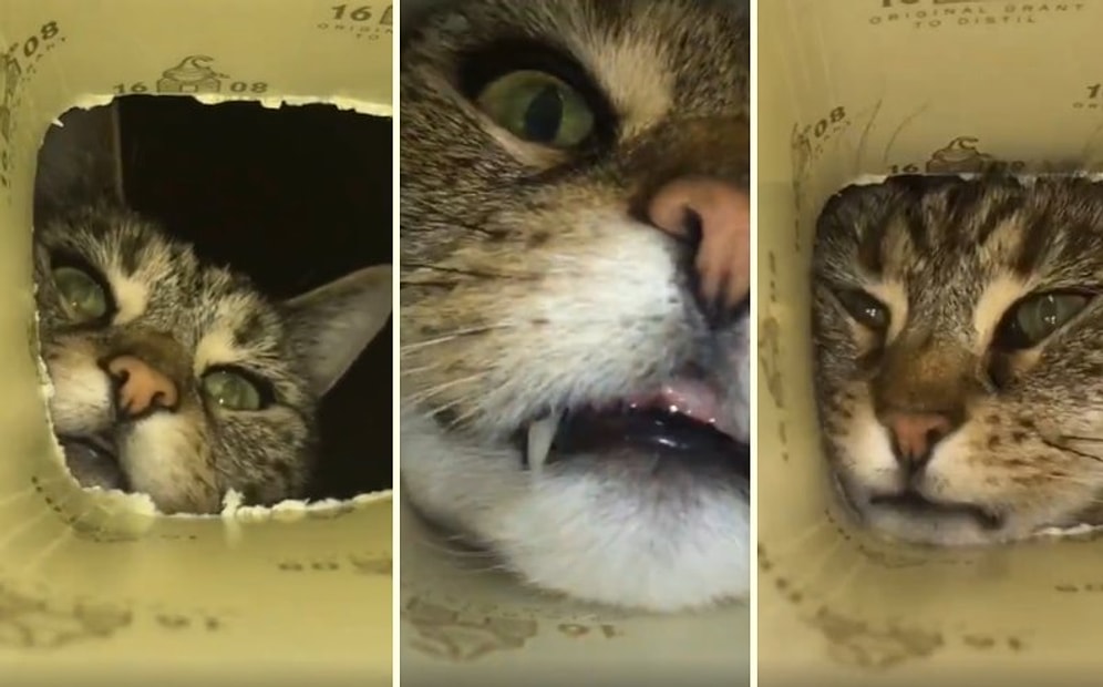 Kutunun İçindeki Yiyeceklere Ulaşmaya Çalışan Kedinin Muhteşem Görüntüleri!