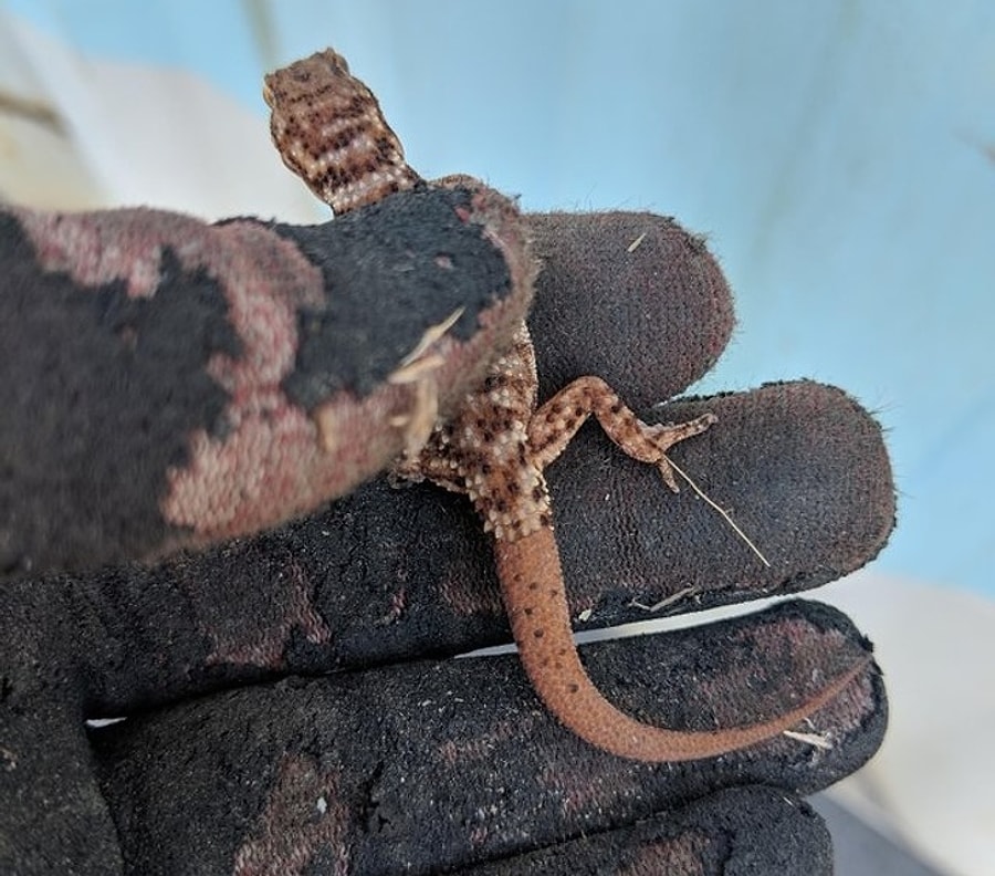 Тегу ящерица. Отрастает ли хвост у ящерицы. Отрастает ли хвост у ящерицы. Прыткая ящерица хвост. Отрастает ли хвост у ящерицы.