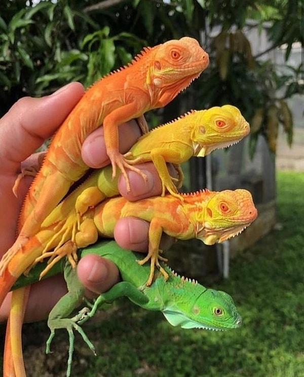 16. "Bu çok renkli iguanalar sanki canavar bebeklerin başlangıç paketi gibi görünüyor."