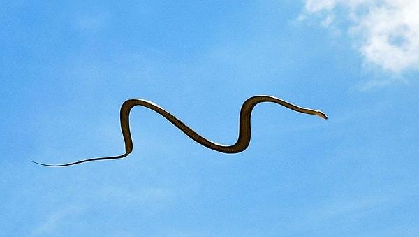 6. Güneydoğu Asya'da bulunan 'uçan yılan' olarak da bilinen yılan türü, ağaçtan ağaca atlayıp havada süzülebilir.
