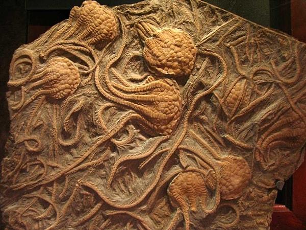 6. Kretase Dönemi'ndeki Kansas okyanusundan fosilleşmiş deniz laleleri.