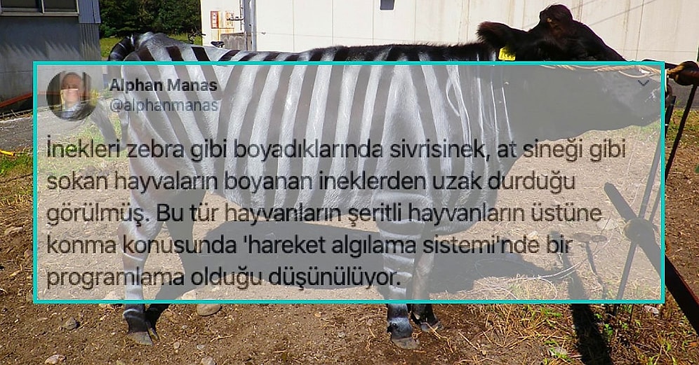 İlk Maddeden İtibaren 'İçerik Bitse de Öğrendiklerimi Hazmetsem!' Diye Sabırsızlık Duyacağınız 18 Kaliteli Bilgi