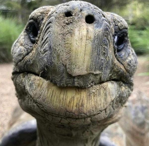 1. 100 yaşında bir kaplumbağanın yüzü ❤️