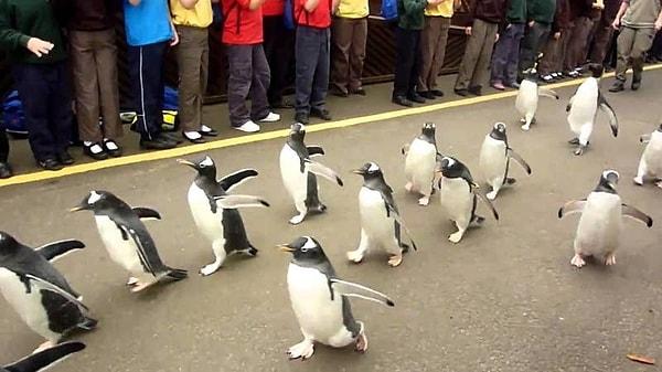 14. Edinburgh Hayvanat Bahçesi'nde her gün bir penguen geçidi düzenleniyor ve sadece arzu eden penguenler katılıyor.