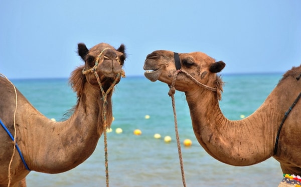 17. Suudi Arabistan, develeri Avustralya'dan ithal eder.