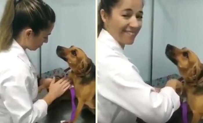 Sessiz Sedasız Bir Şekilde Veterinerin İşini Yapmasını ve Kendinden Kan Almasını Bekleyen Köpek