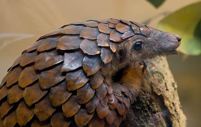 Китайские ученые считают, что коронавирус передается через панголинов