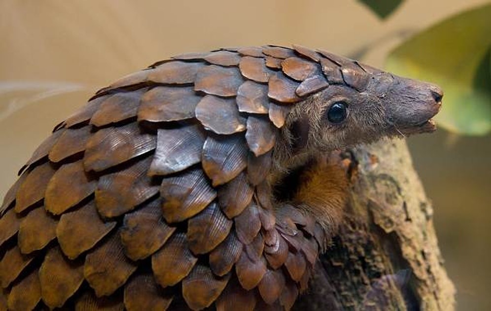 Китайские ученые считают, что коронавирус передается через панголинов