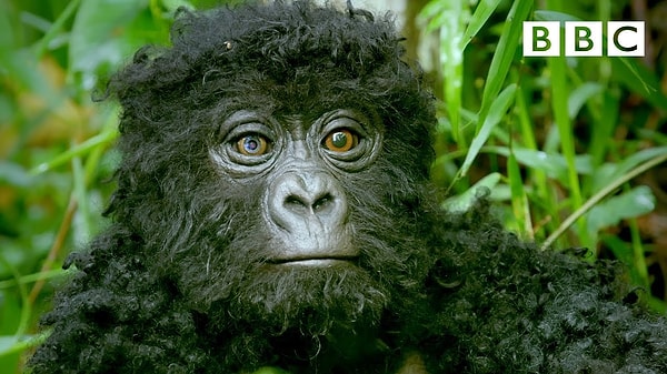 Kısacası gorillerin bütün gün aktif olduklarını ve teoride sınırsız bir protein kaynağına sahip olduğunu düşünürsek bu kadar kaslı olmaları oldukça normal.