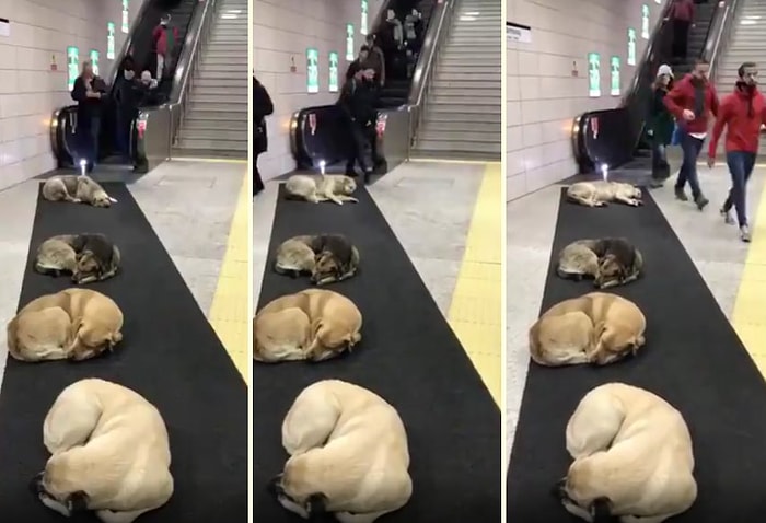 Isınmak İçin Marmaray'a Sığınan Köpeklerin Oluşturdukları Görüntü!