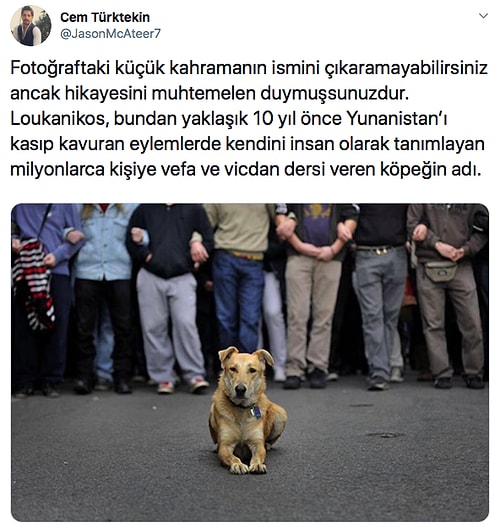 Beyzbol Sopasıyla Dövülüp Köprüden Atılan ve Milyonlarca İnsana Vefa Dersi Veren Köpek Loukanikos'un Göz Dolduran Hikayesi