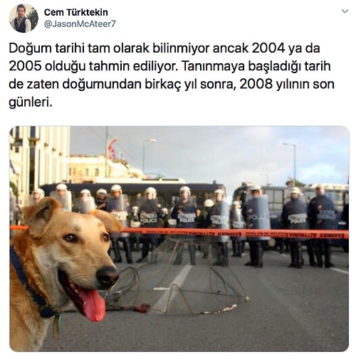 Beyzbol Sopasıyla Dövülüp Köprüden Atılan ve Milyonlarca İnsana Vefa Dersi Veren Köpek Loukanikos'un Göz Dolduran Hikayesi