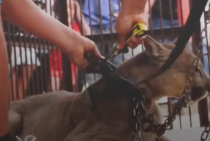 Yıllar Boyunca Sirklerde Esir Tutulan Hayvanların Özgürlüklerine Kavuştukları İlk Anlar!