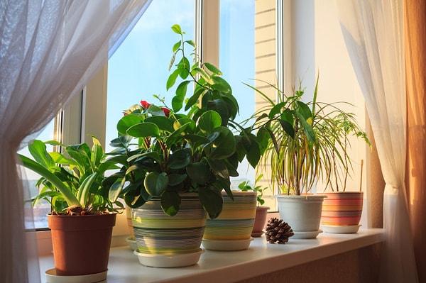 Evde bitki bakmak enerjiyi tutuyor ancak bitkilerin iyi bakılması hep canlı ve yeşil / renkli olması gerekiyor.