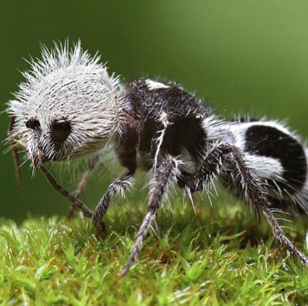4. Bu gördüğünüz karınca türü görünüşünden dolayı  'Panda Karınca' olarak bilinir ve genellikle Güney Amerika'da yaşarlar.