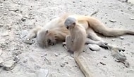 Vefat Eden Annesini Umutsuzca Uyandırmaya Çalışan Maymun :(
