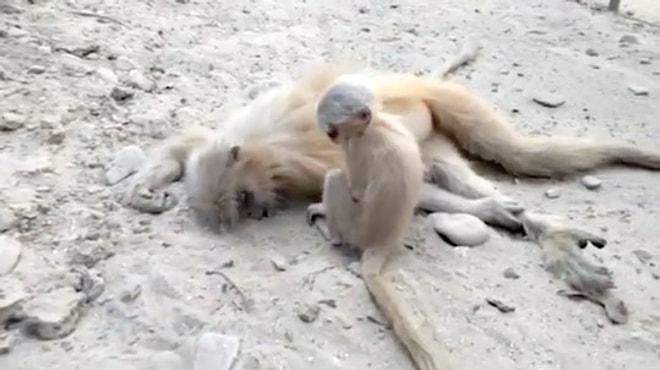 Vefat Eden Annesini Umutsuzca Uyandırmaya Çalışan Maymun :(