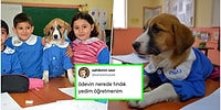 Mavi Önlüğüyle Okula Başlayan Fındık Köpeği Şakalarına Katarak Tatlı Tatlı Güldüren 21 Kişi