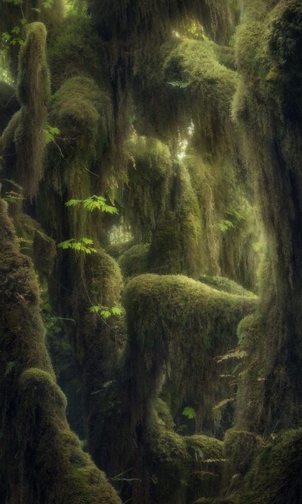 8. Hoh Yağmur Ormanı, Washington ABD, Blake Randall