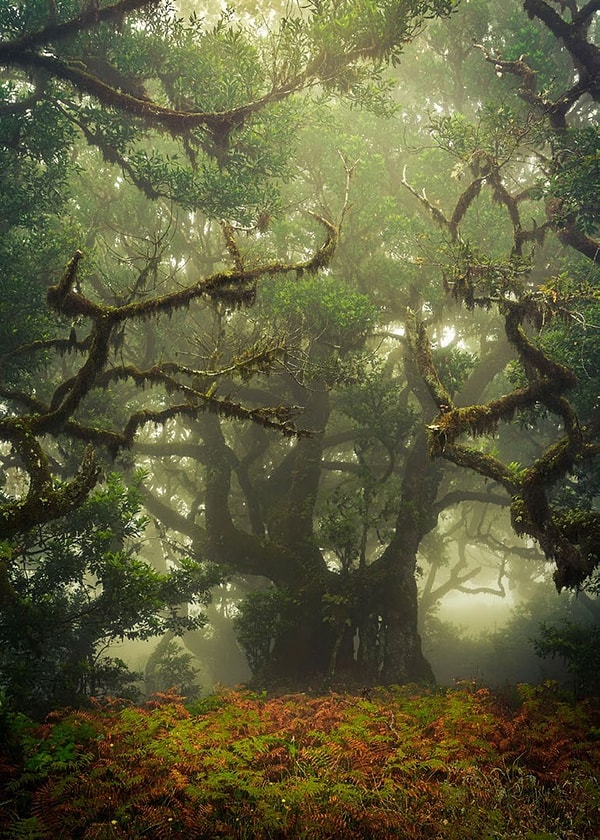 Мадейра, Португалия, Анке Бутавич (Anke Butawitsch)