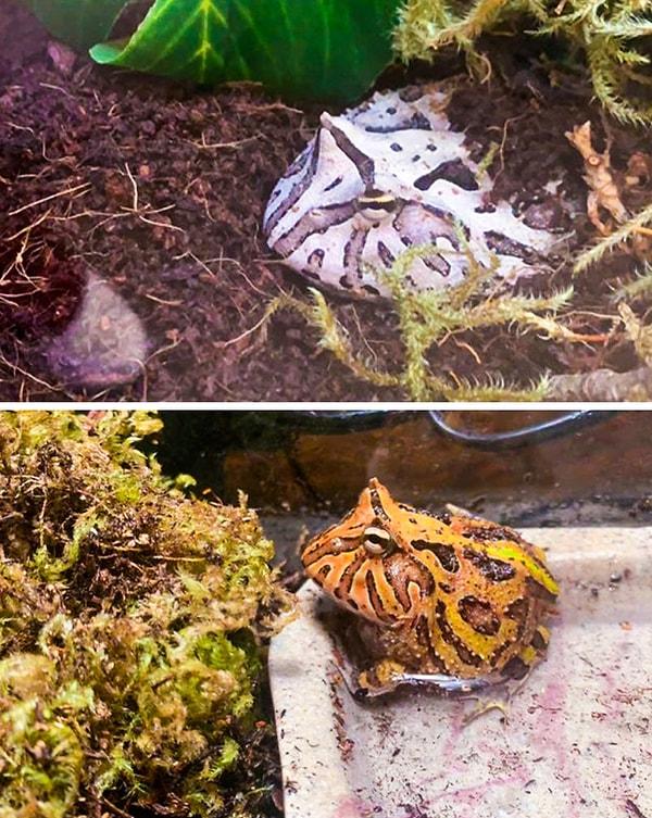 BONUS: "Kurbağamın ben onu sahiplenmeden önceki ve sonraki hali. Bakın ihtiyacı olan ortama geçince rengi nasıl da kendine geldi!"
