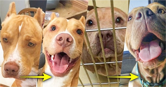 Sevimli Dostlarımıza Gösterdiğimiz Sevginin Dağları Yerinden Oynattığını Kanıtlayan Minnoş Görseller