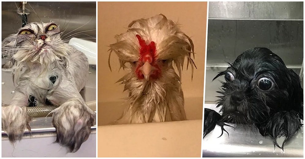 Suyla Olan Zorlu Savaşlarını Memnuniyetsiz Yüz İfadeleriyle Gözler Önüne Seren Ponçik Dostlarımız