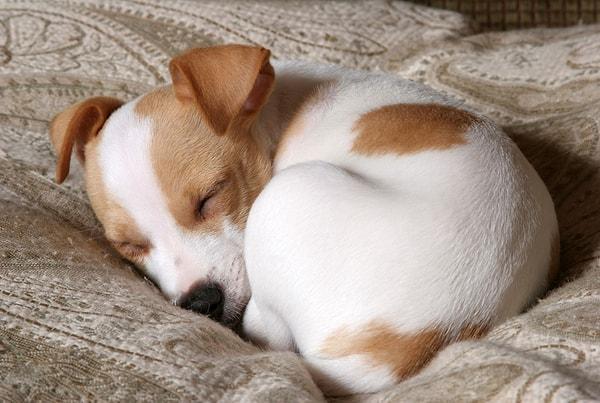13. Köpekler eskiden gelen içgüdüleriyle kendilerini sıcak tutmak ve uyurken hayati organları korumak için yuvarlanarak uyurlar.