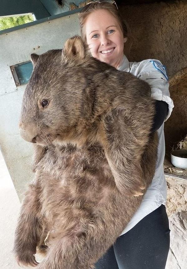 9. Dünyanın en büyük vombatı Patrick ile tanışın! Yaklaşık 40 kilo...