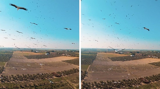 Yüzlerce Leyleğin Arasından Geçen Drone'un Kaydettiği Efsane Görüntüler!