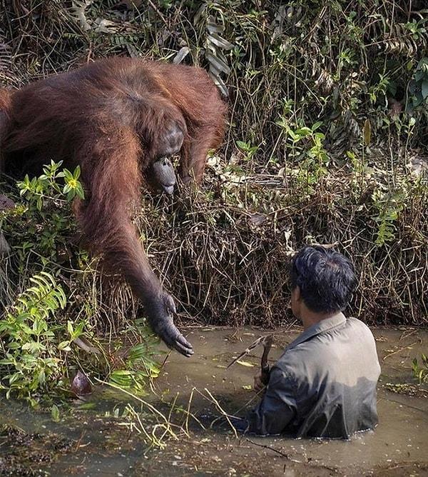 5. Bu insan; orangutanların yaşama alanından zehirli yılanları temizlerken, sürüden yardım da alıyor.