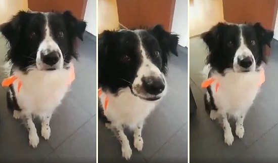 Daha Sessiz Havlaması İçin gelen Komutları Başarılı Bir Şekilde Yerine Getiren Tatlış Köpek!