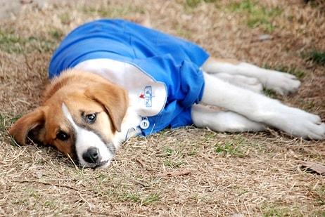 Yaşama Tutunamadı: Okullu Köpek 'Fındık' Tedavi Gördüğü Klinikte Hayatını Kaybetti