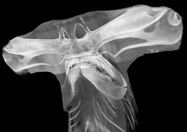 8. Çekiç balığının anatomisini merak edenlere: